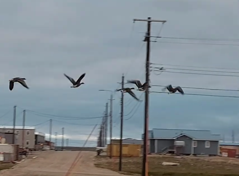 Blässgans - ML645669976