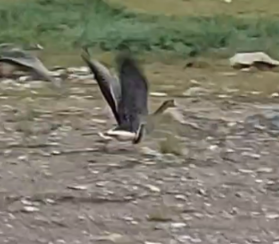 Blässgans - ML645669977