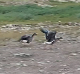 Blässgans - ML645669978