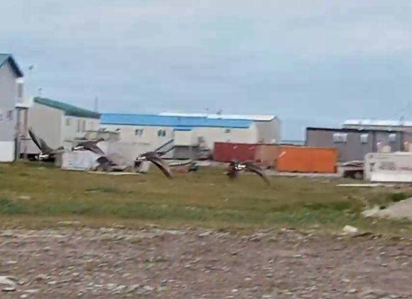 Blässgans - ML645669979