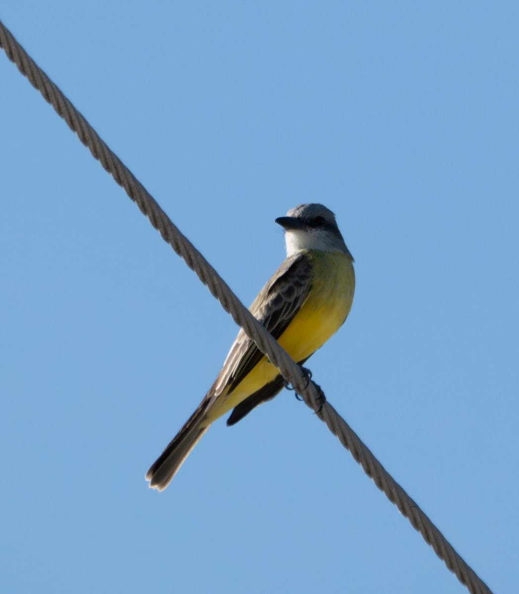 Tropical Kingbird - ML645669980
