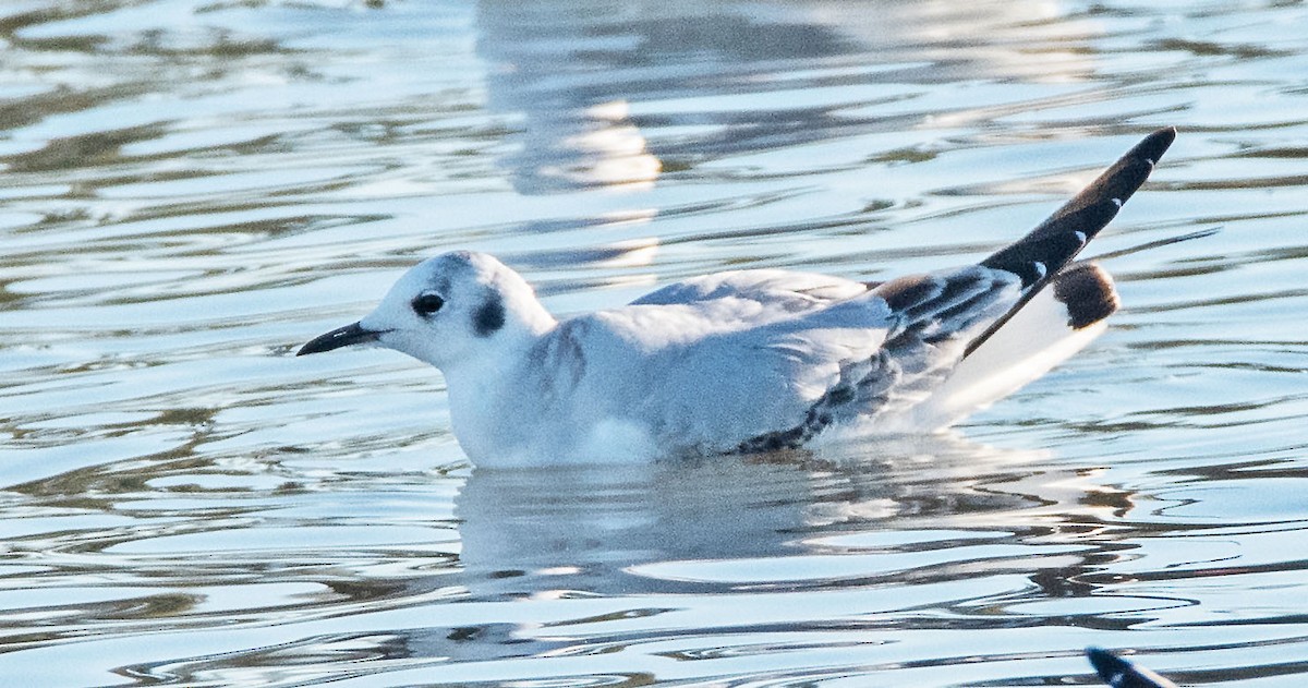 Bonapartemöwe - ML645669982