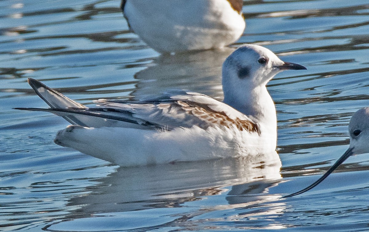 Bonapartemöwe - ML645669983