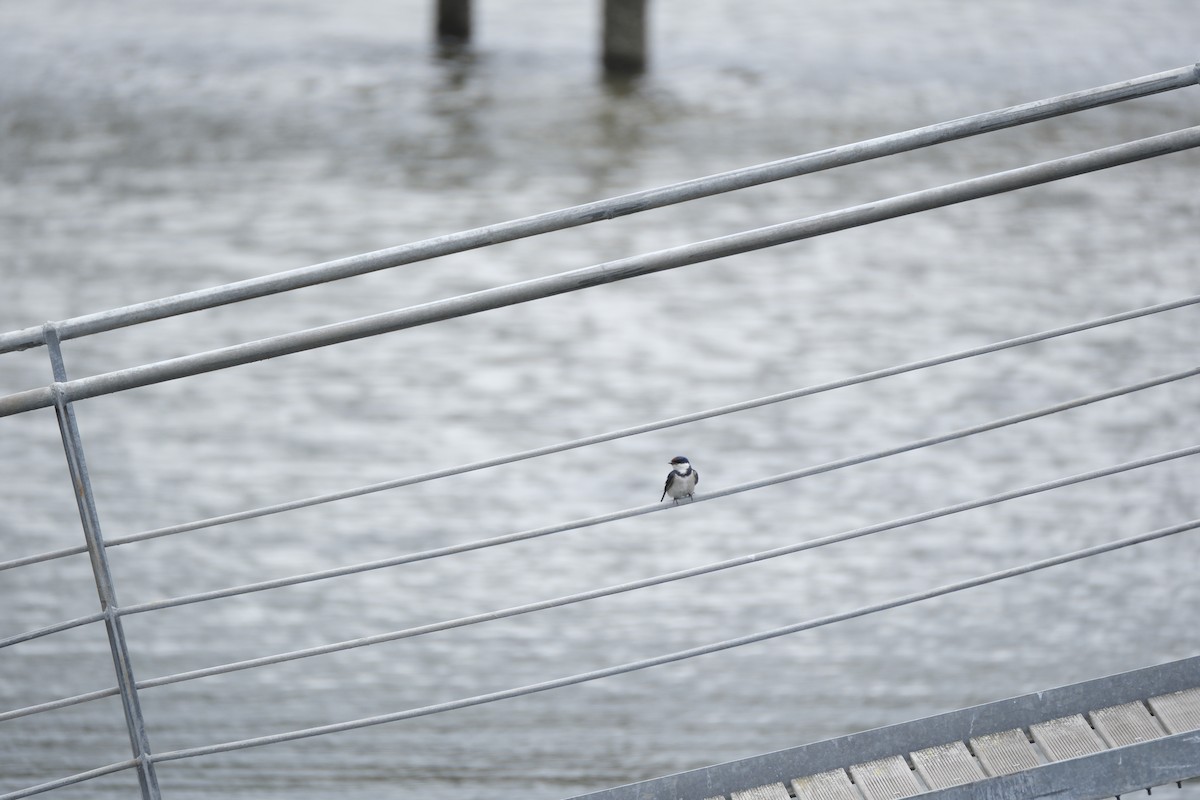 White-throated Swallow - ML645669985