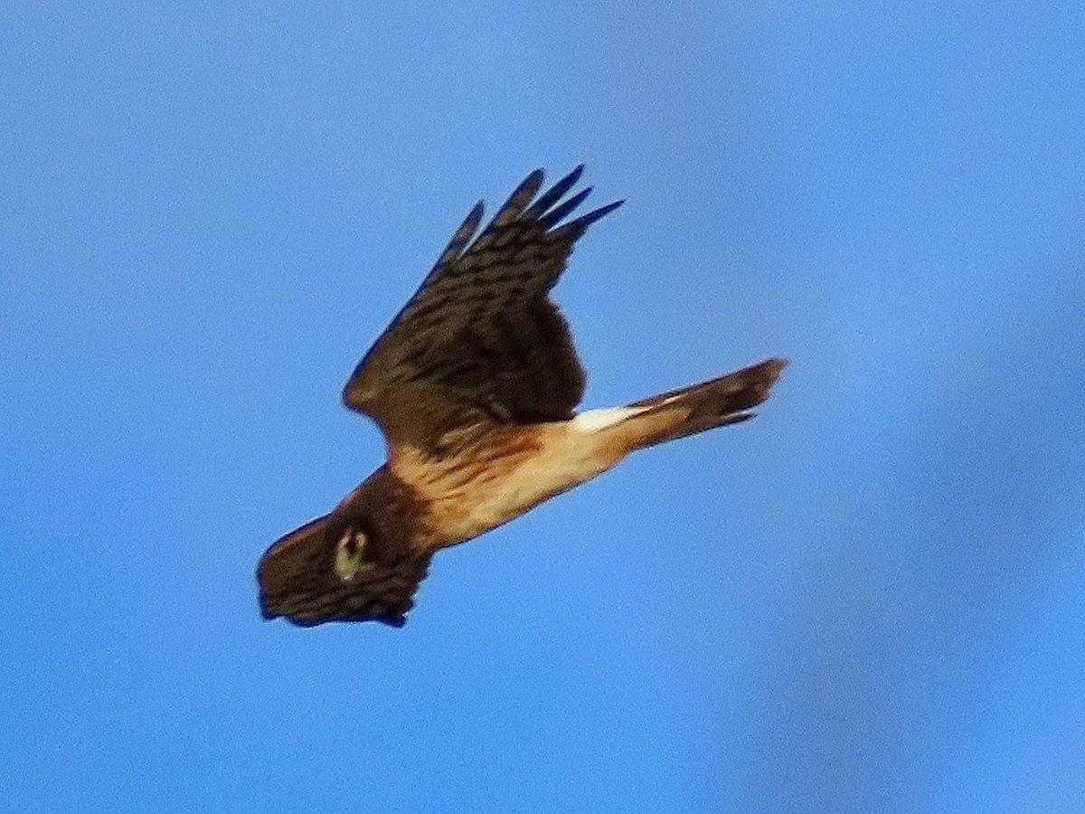 Northern Harrier - ML645669987