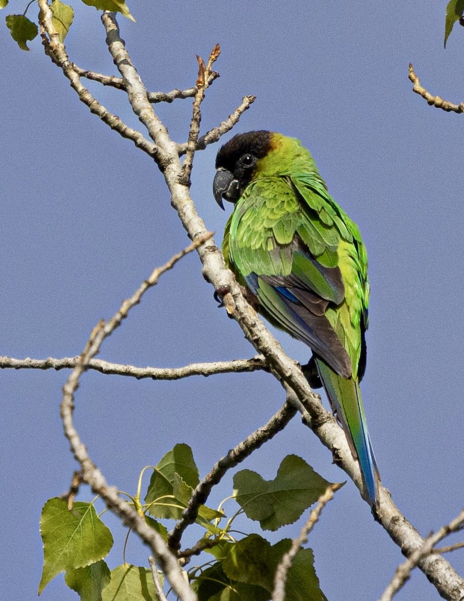 Nanday Parakeet - ML645669988