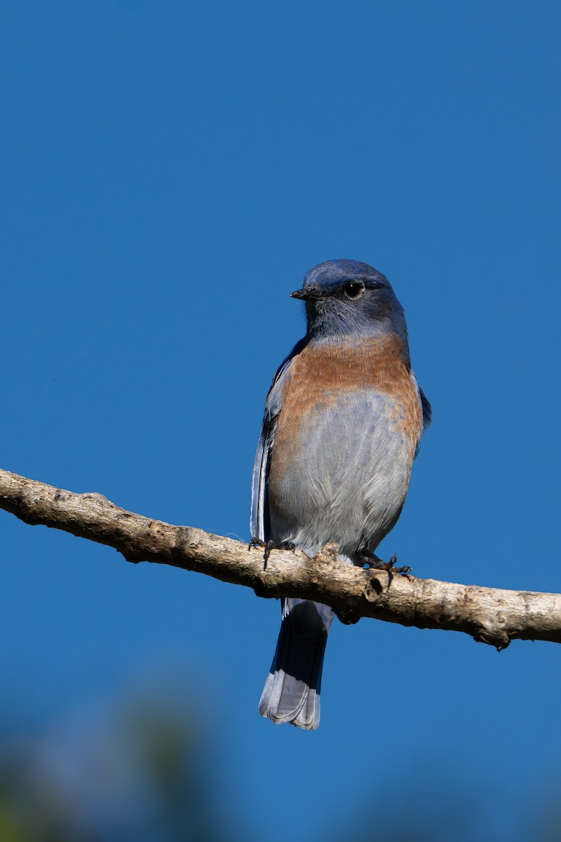 Western Bluebird - ML645669989