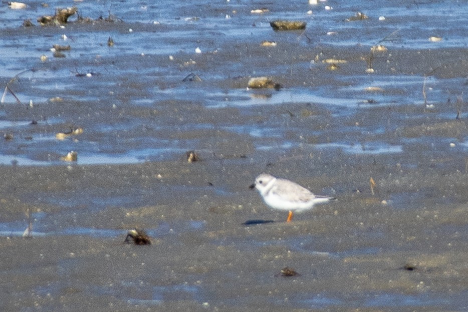 Islıkçı Cılıbıt - ML645669991