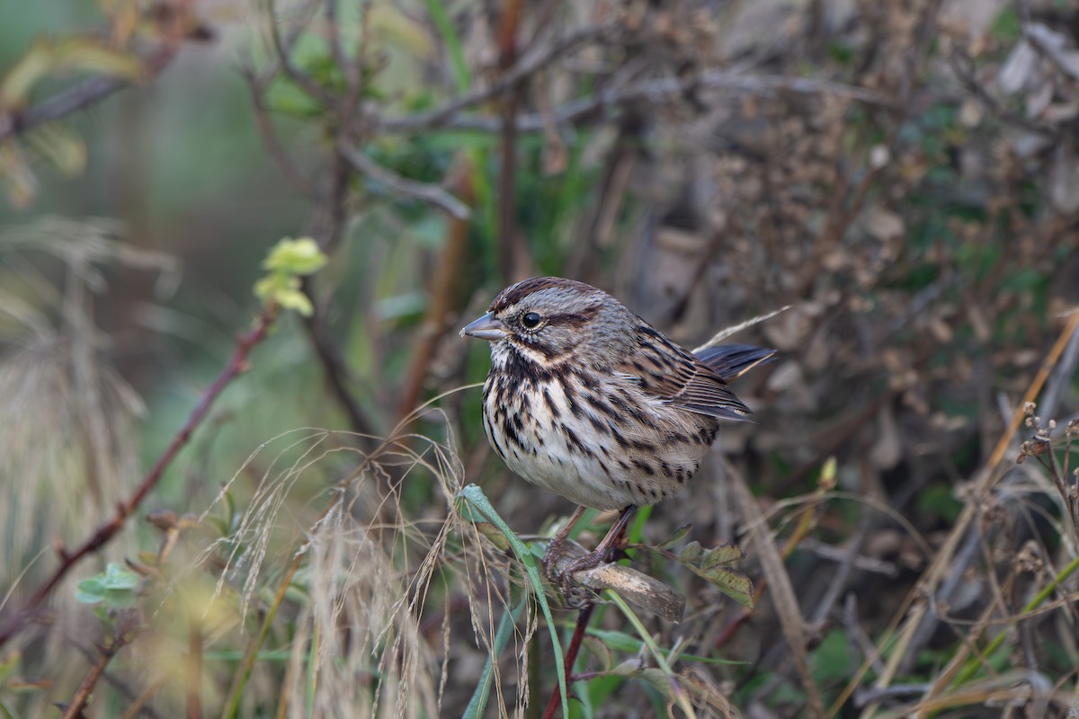 Song Sparrow - ML645669992