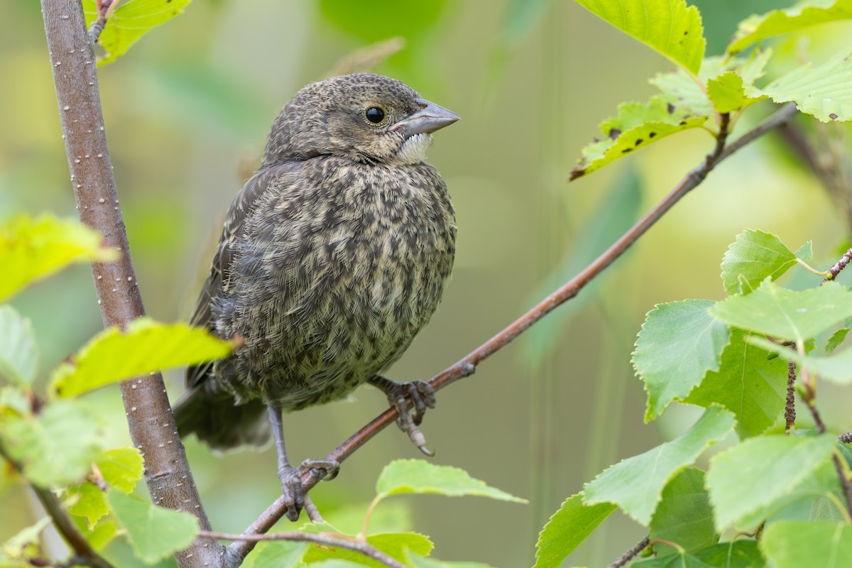Brown-headed Cowbird - ML645669993