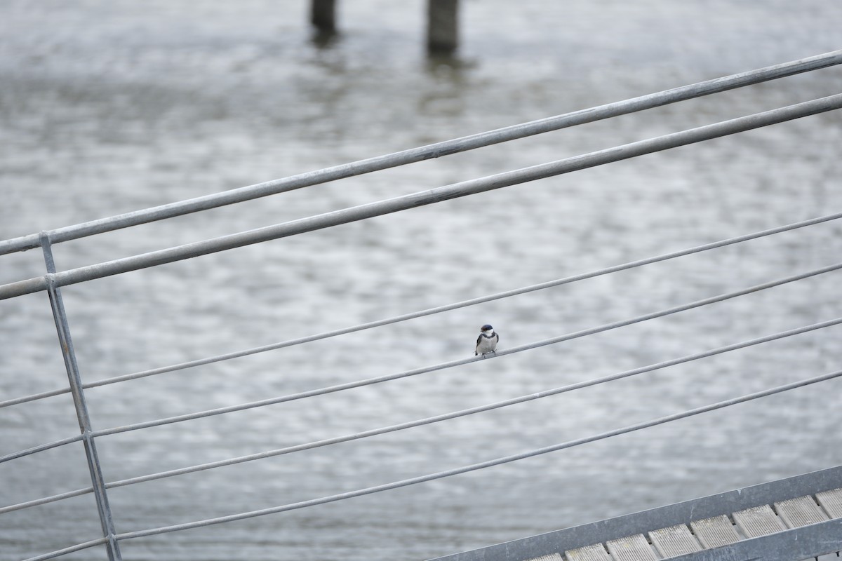 White-throated Swallow - ML645669994