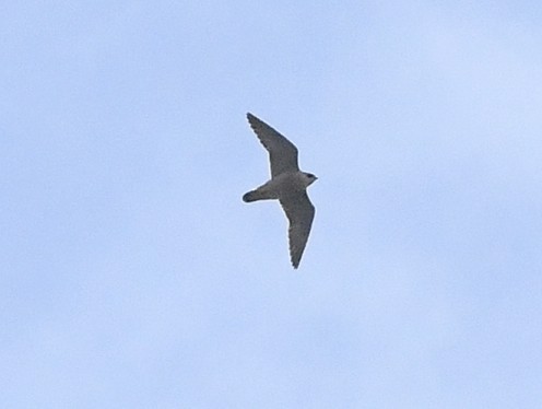 Peregrine Falcon - ML645669996