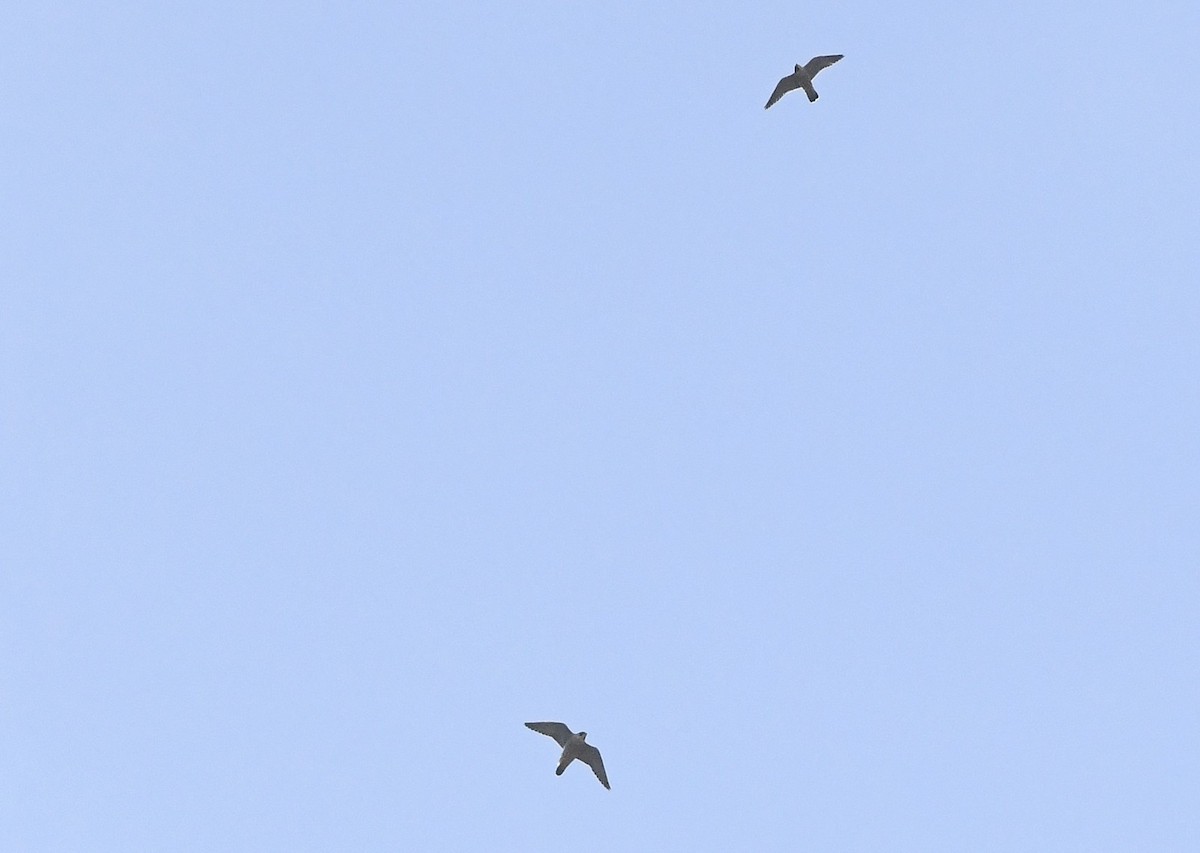 Peregrine Falcon - ML645669997