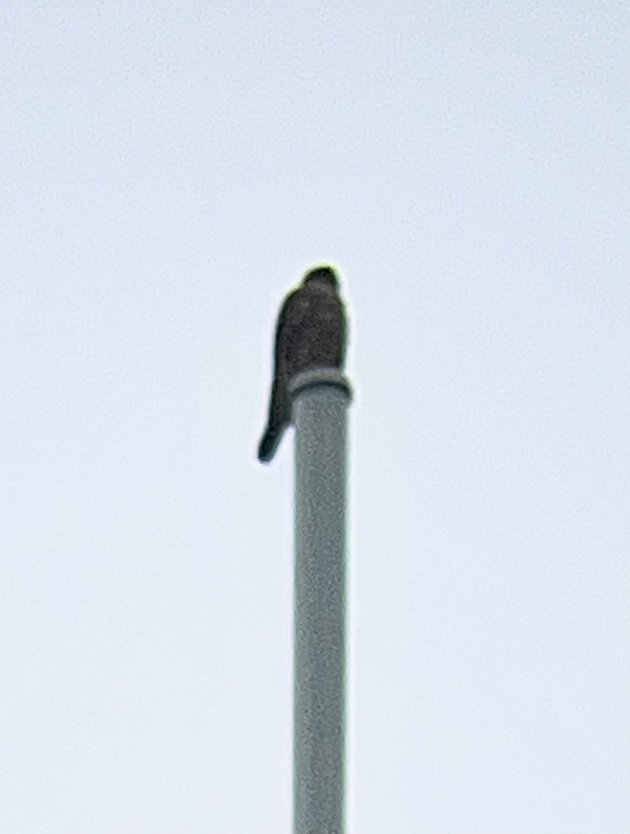 コチョウゲンボウ - ML645669999