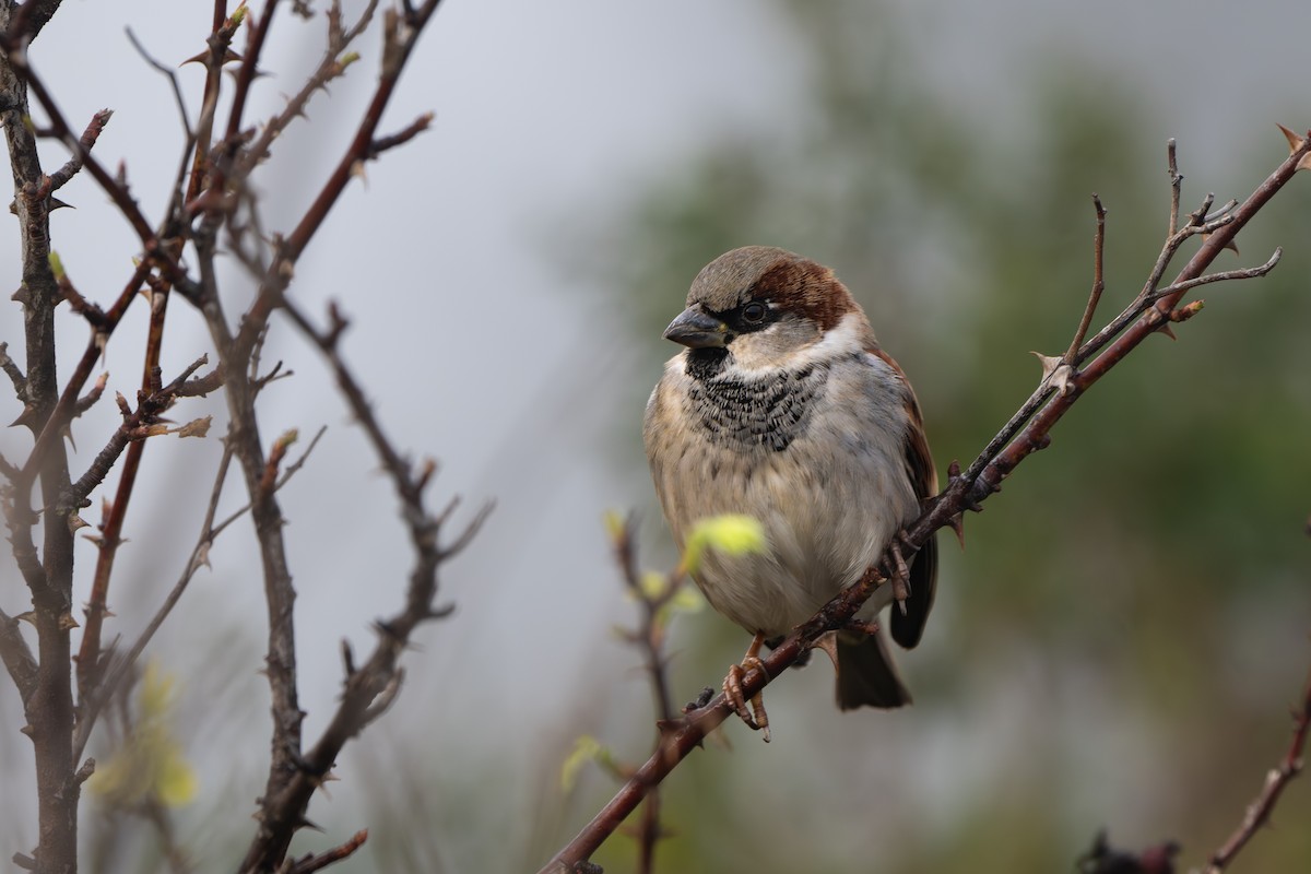 House Sparrow - ML645670000