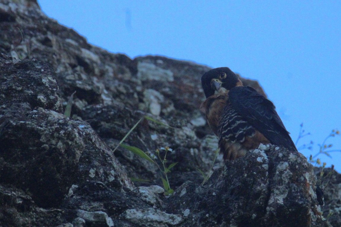 langtåfalk - ML645670002