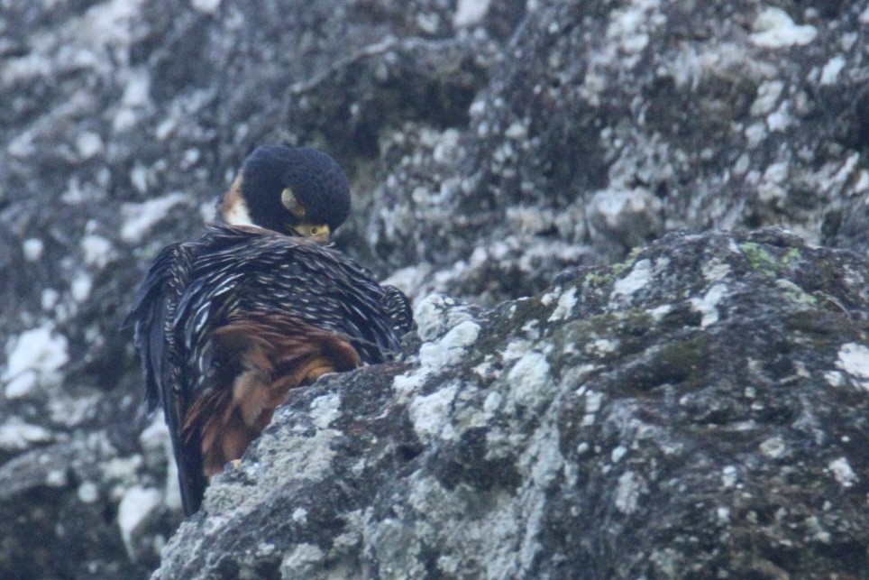 langtåfalk - ML645670003