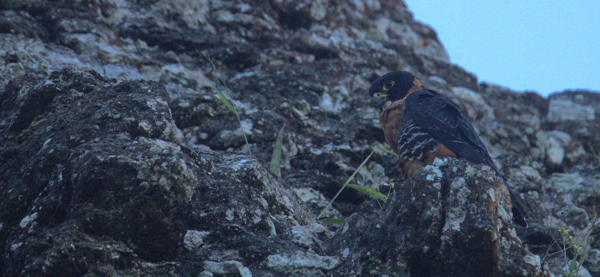 langtåfalk - ML645670004