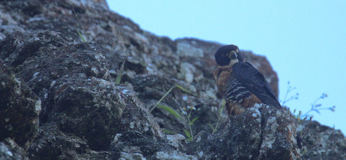 langtåfalk - ML645670005