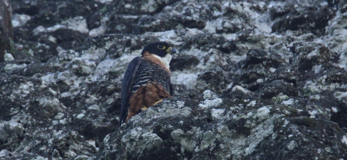 langtåfalk - ML645670006