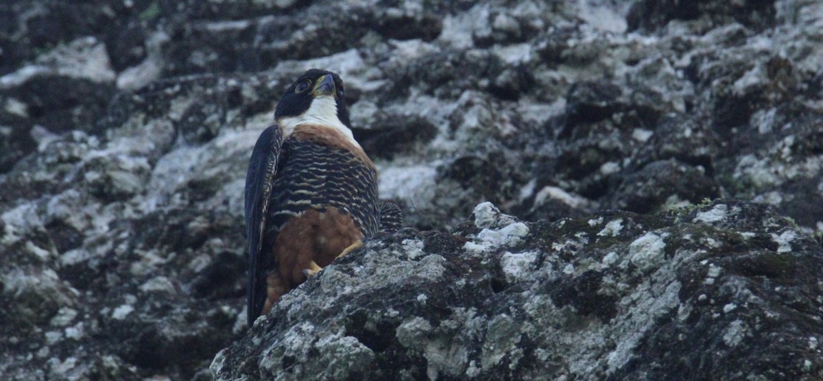 langtåfalk - ML645670007