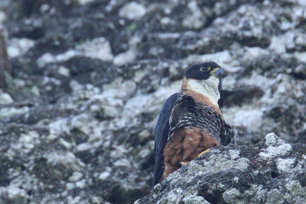 langtåfalk - ML645670008