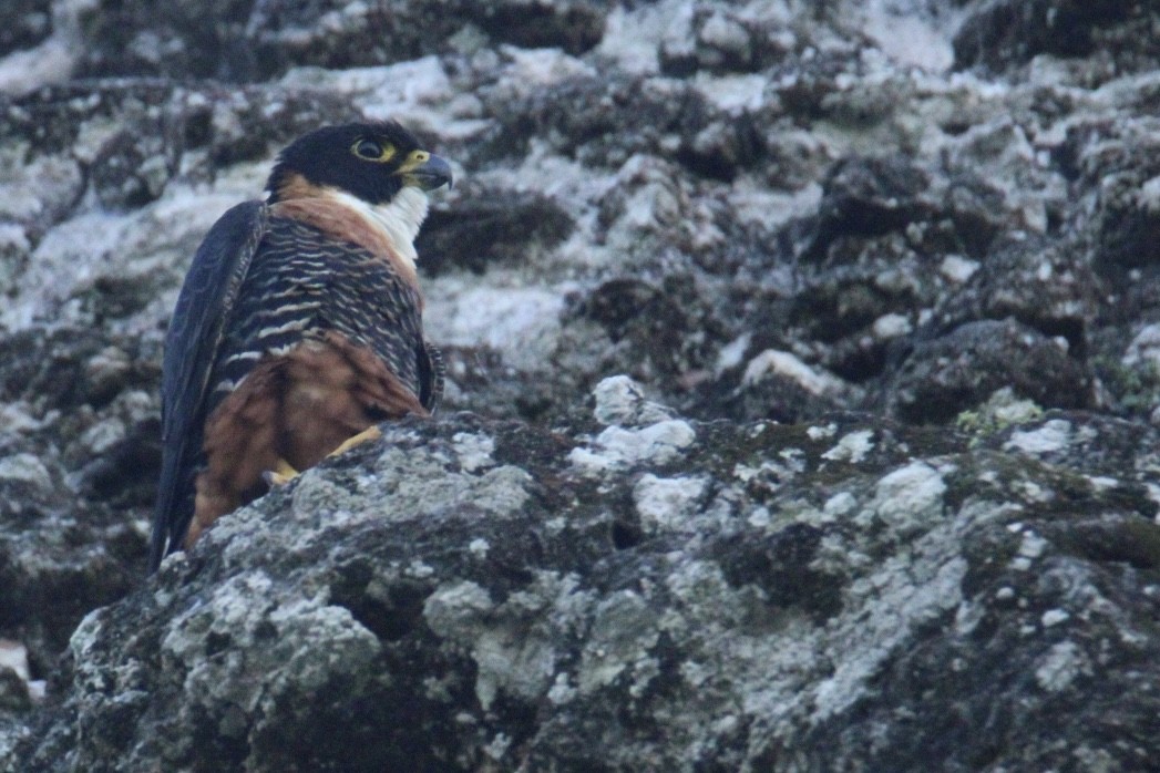 langtåfalk - ML645670009