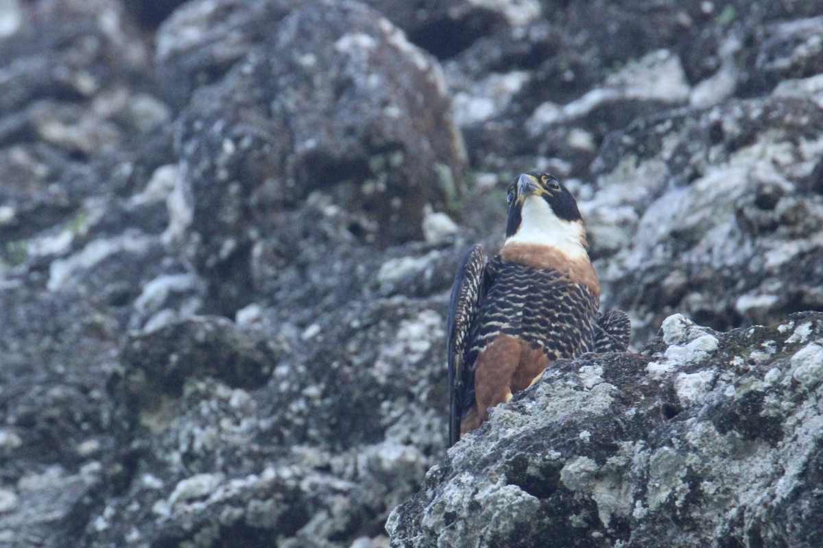 langtåfalk - ML645670010