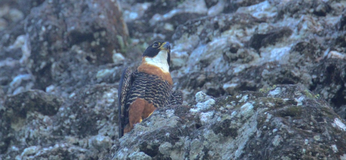 langtåfalk - ML645670011