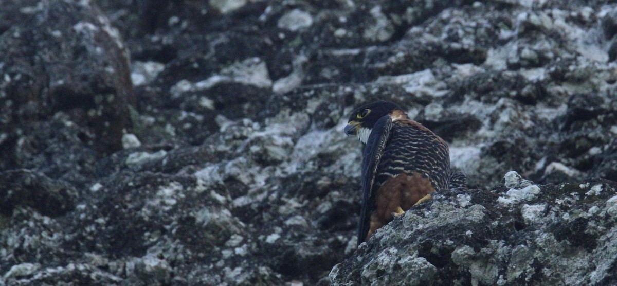 langtåfalk - ML645670012