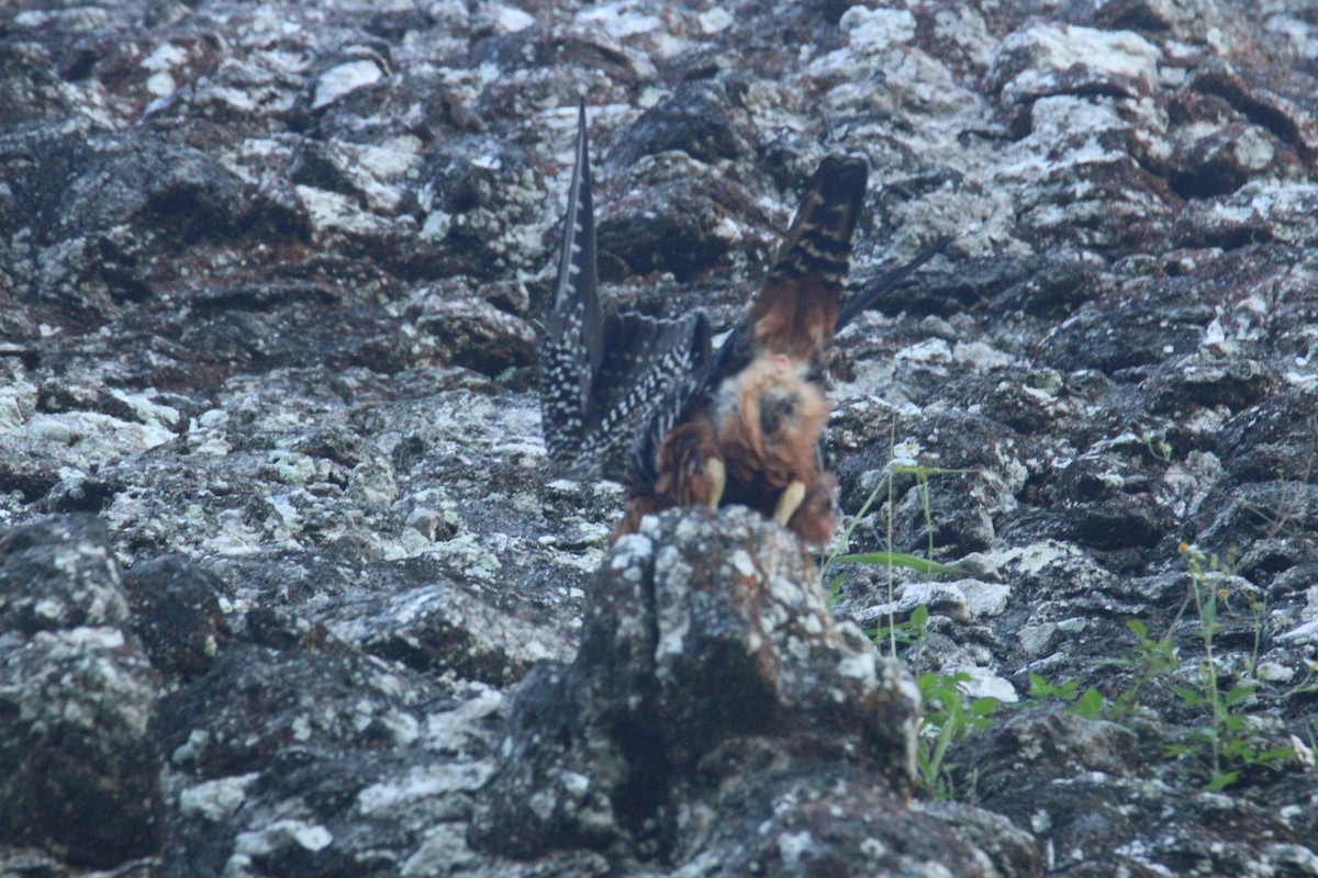 langtåfalk - ML645670013