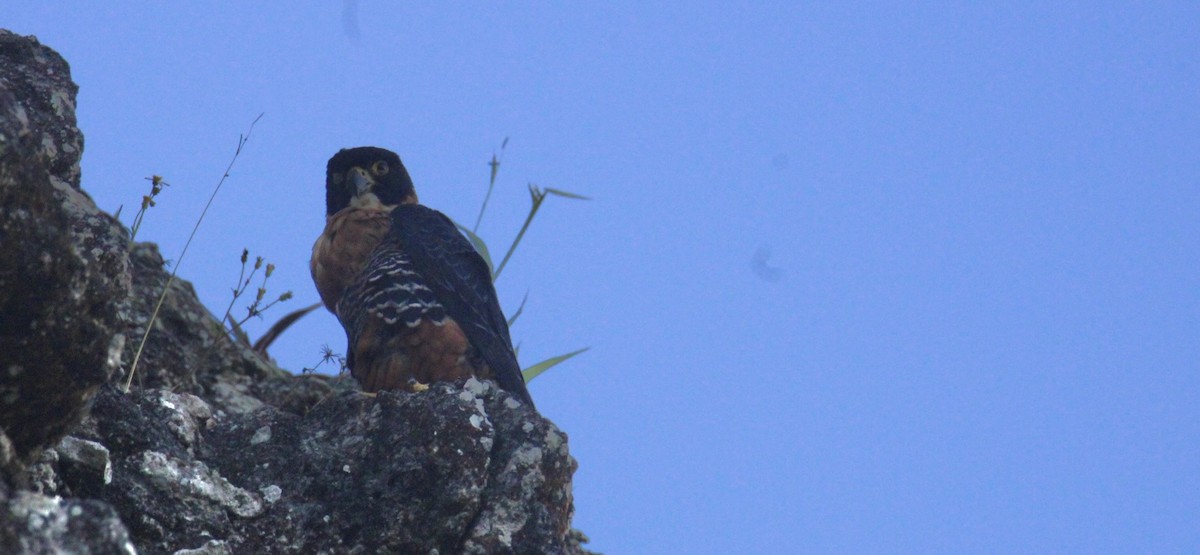 langtåfalk - ML645670014