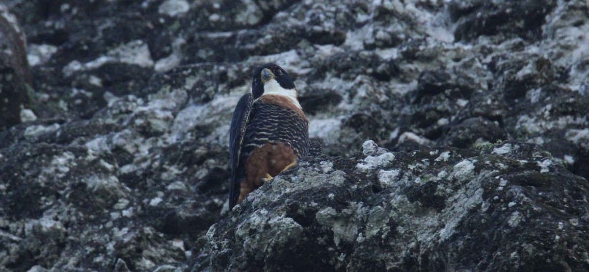 langtåfalk - ML645670015