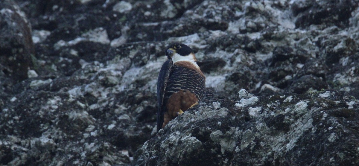 langtåfalk - ML645670016