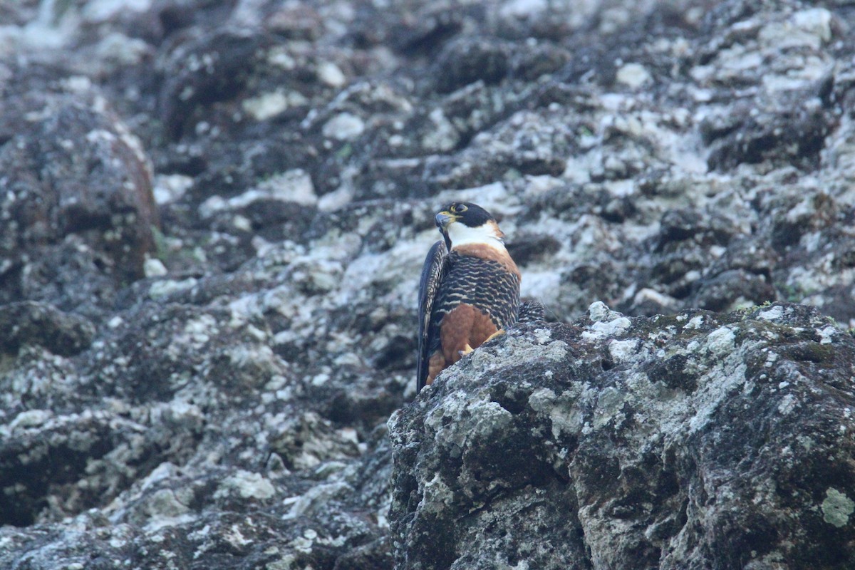 langtåfalk - ML645670017