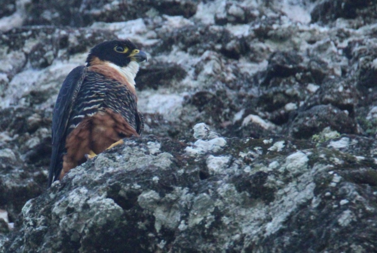 langtåfalk - ML645670018