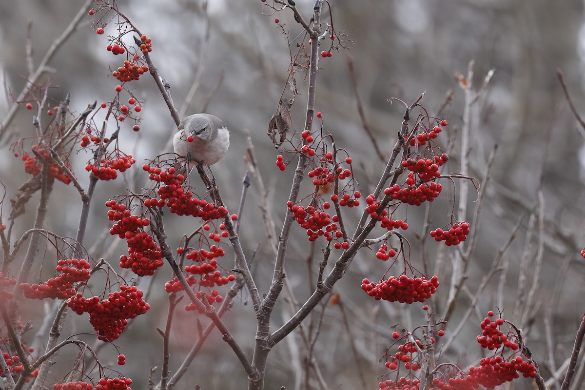 Northern Mockingbird - ML645670021