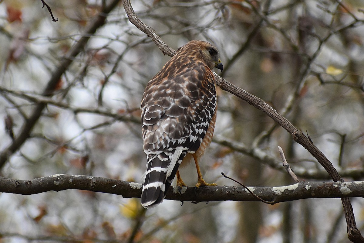 Red-shouldered Hawk - ML645670023