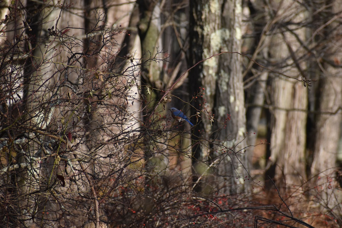 Eastern Bluebird - ML645670024