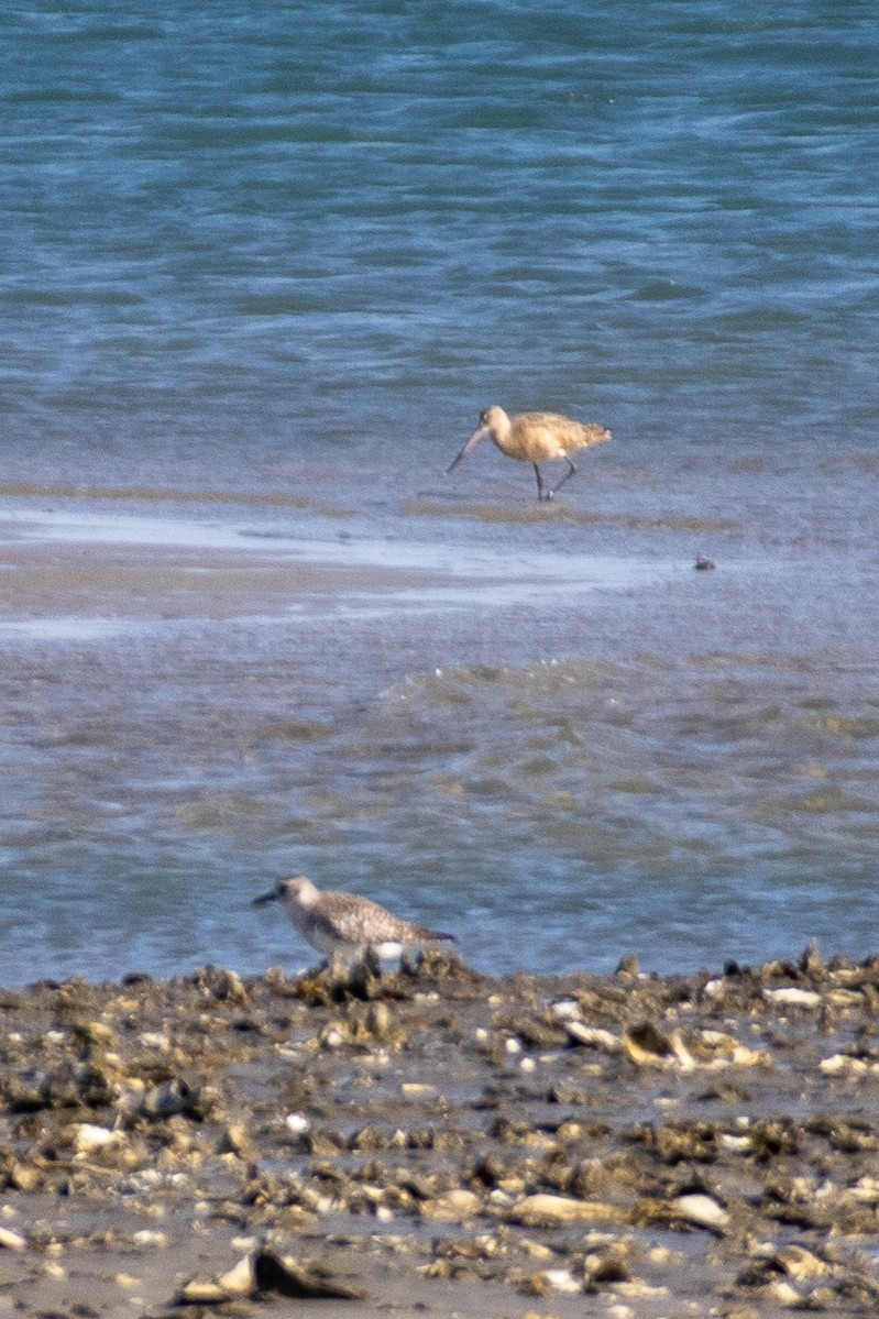 Marbled Godwit - ML645670025