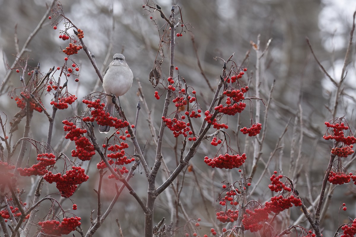 Northern Mockingbird - ML645670026