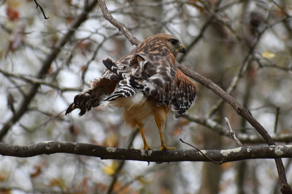 Red-shouldered Hawk - ML645670027