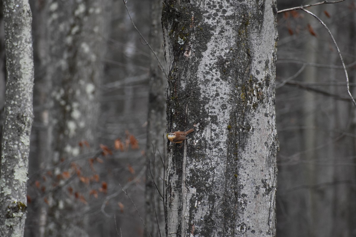 Carolina Wren - ML645670036