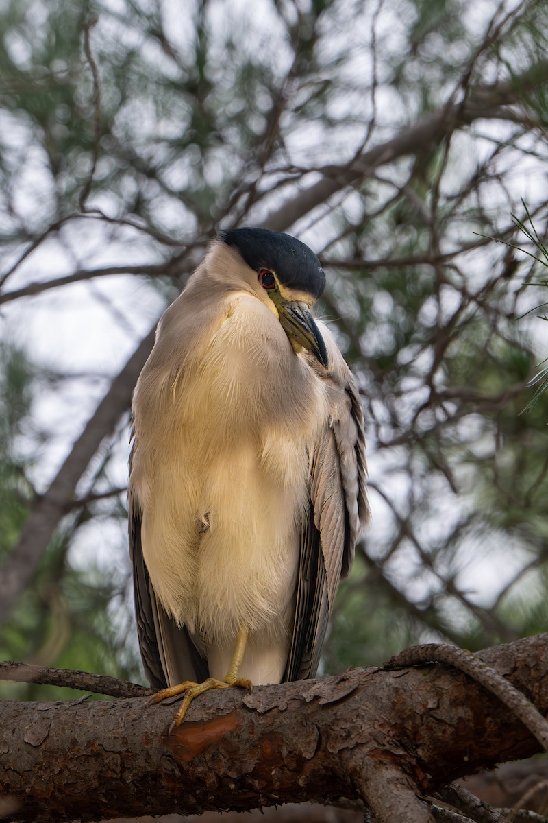 Black-crowned Night Heron - ML645670037
