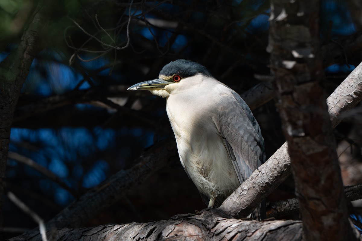 Black-crowned Night Heron - ML645670038