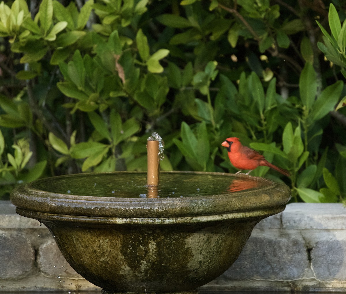 Northern Cardinal - ML645670039