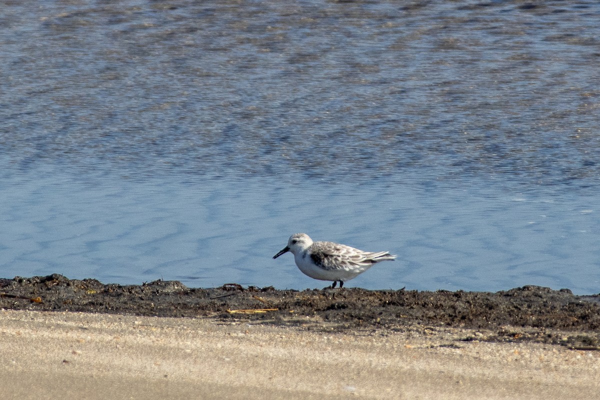 Sanderling - ML645670040
