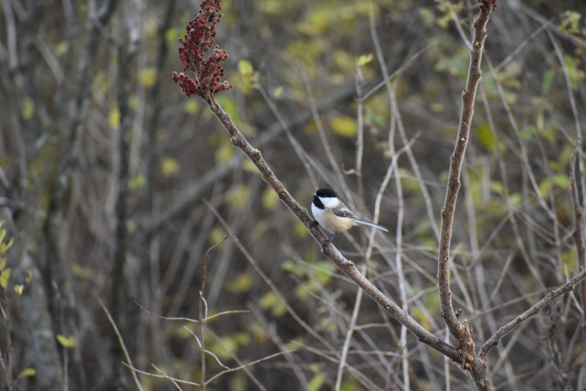 Black-capped Chickadee - ML645670041