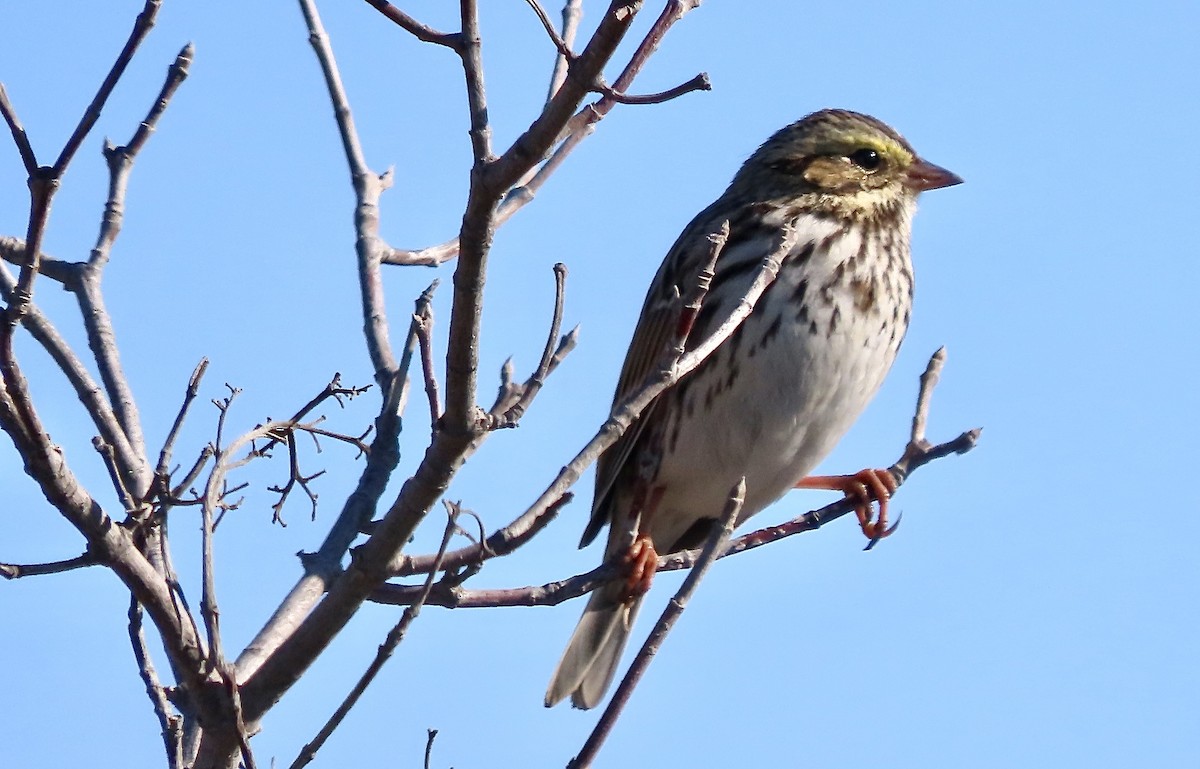 Savannah Sparrow - ML645670042