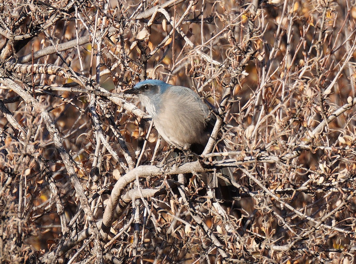 sojka vnitrozemská - ML645670043